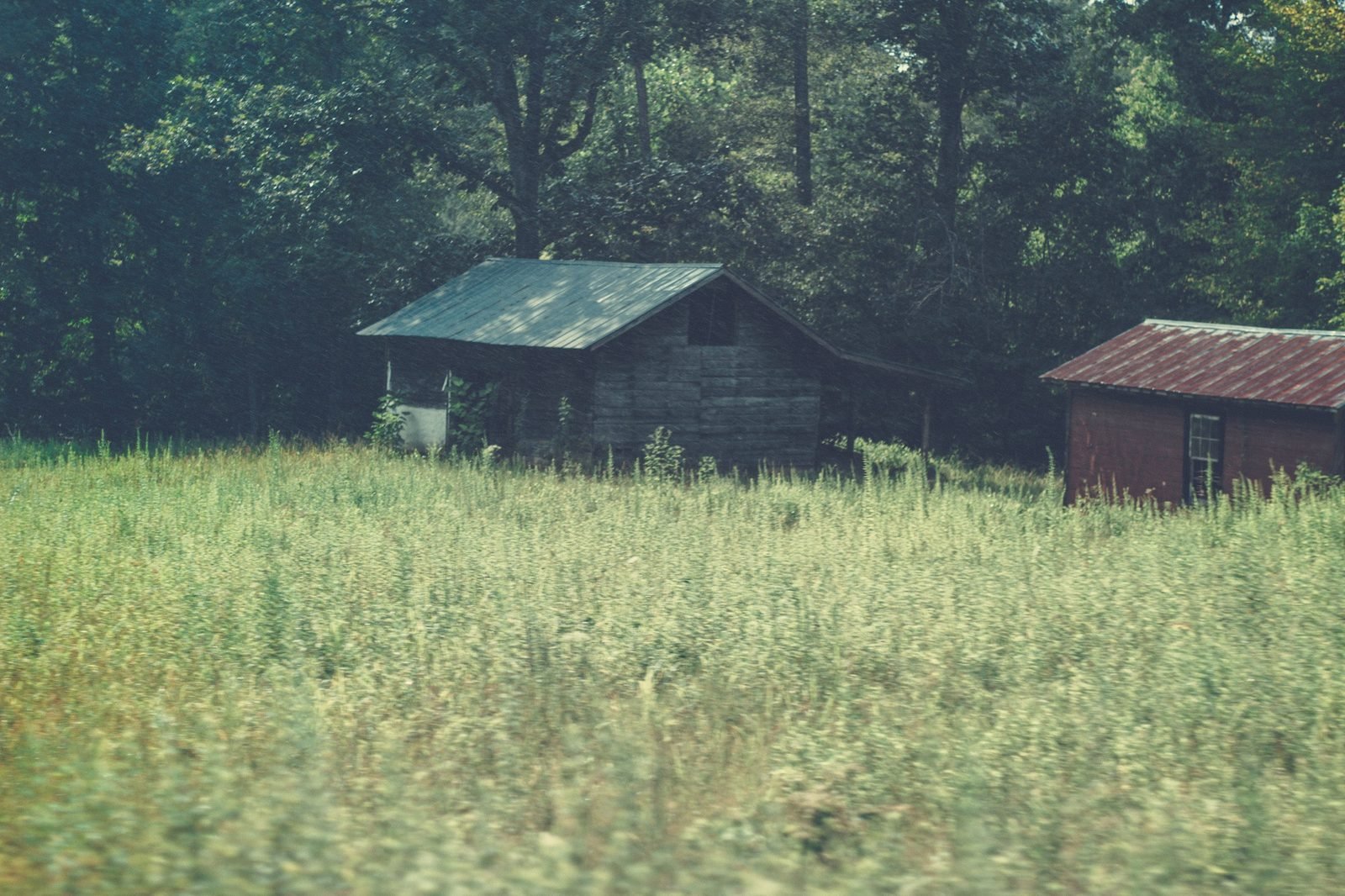 A small cabin with a metal roof at the edge of a grass field and trees