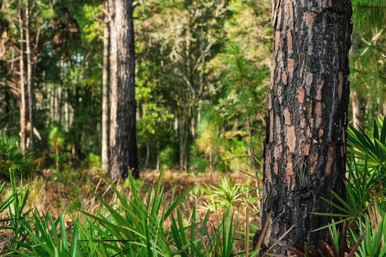 Tall pines over saw palmetto in a sunlit Florida woodland