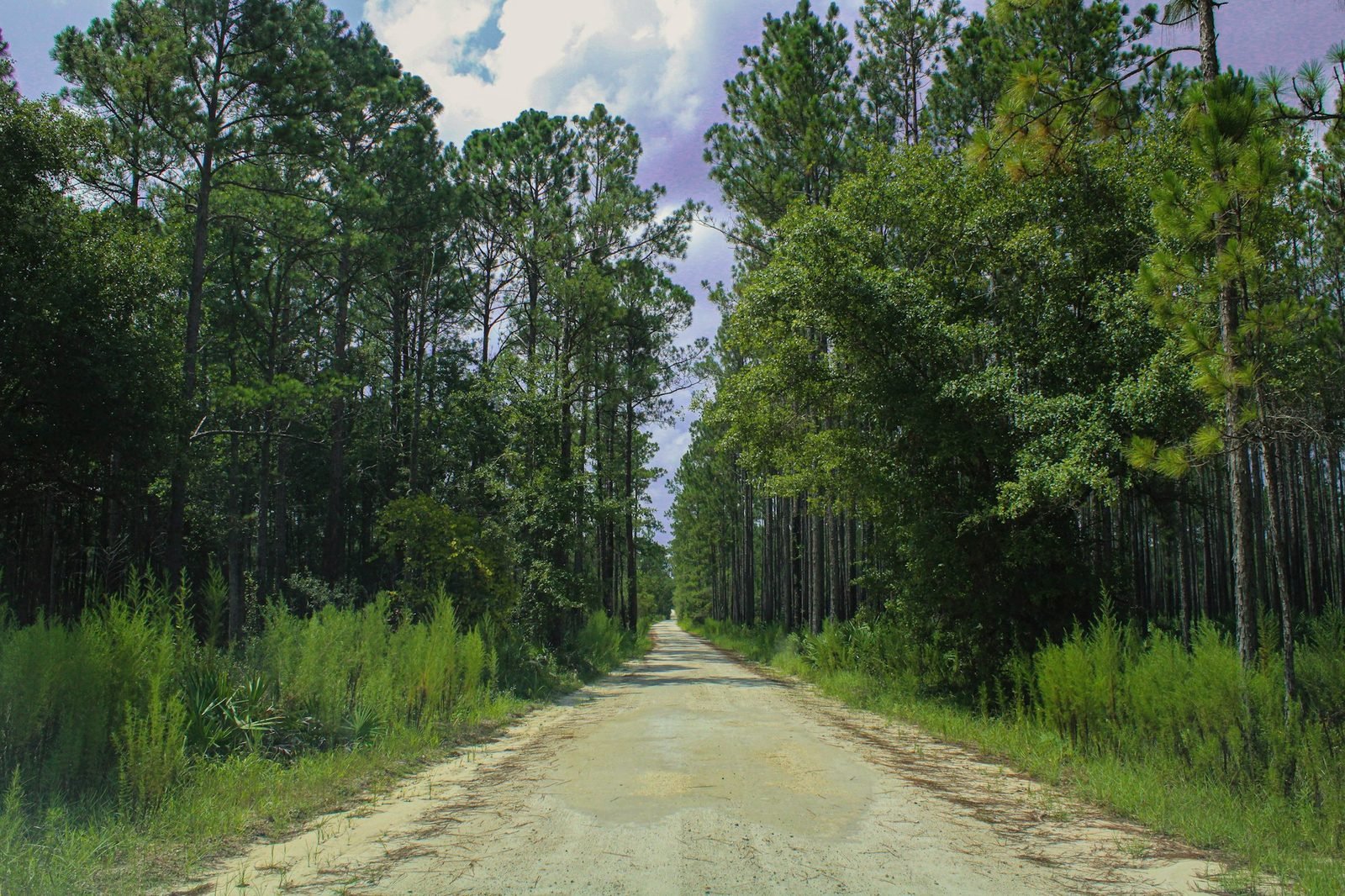 A straight sand road running through tall pine woods