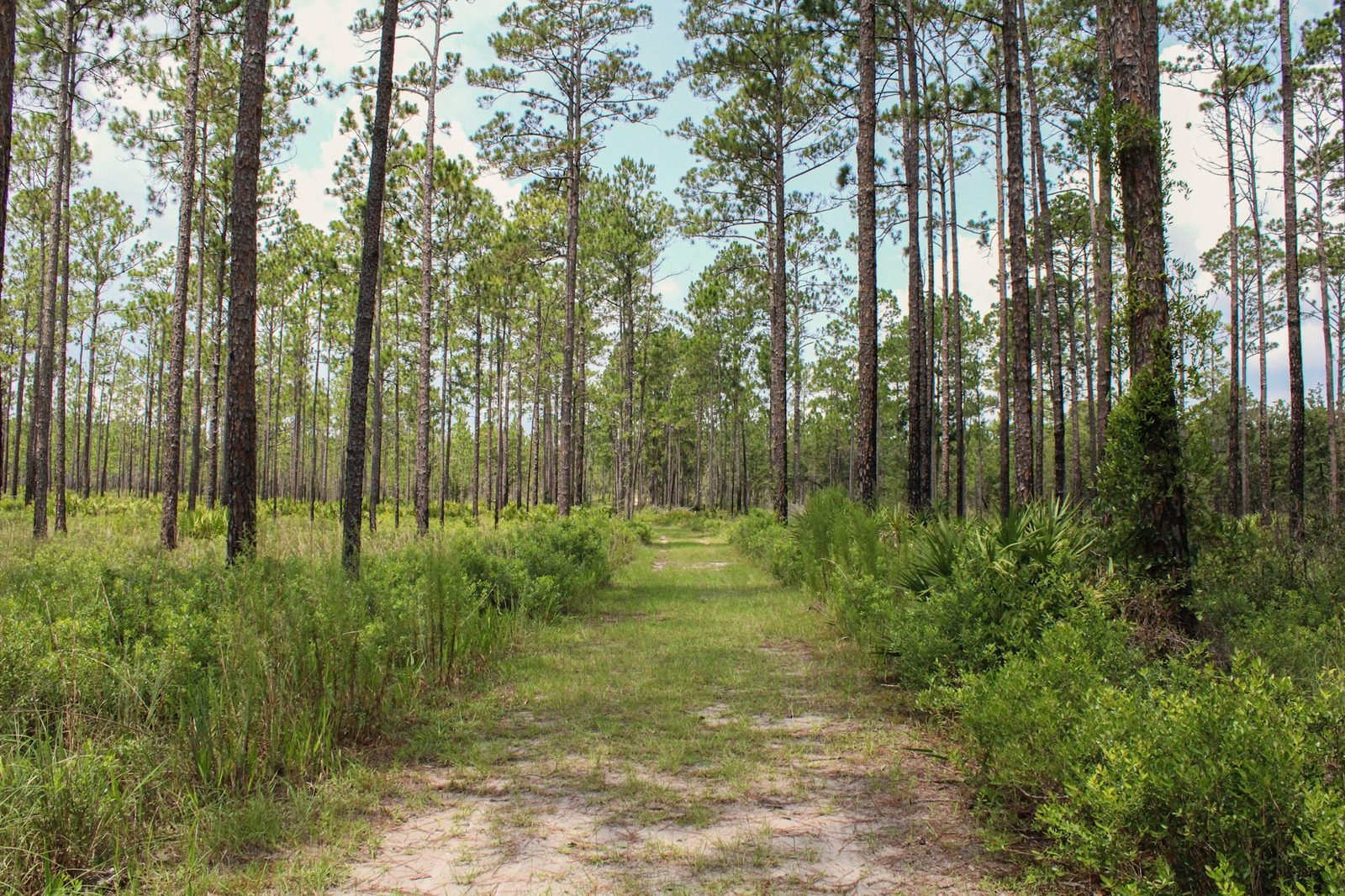 A grassy sand track leading into longleaf pine woods