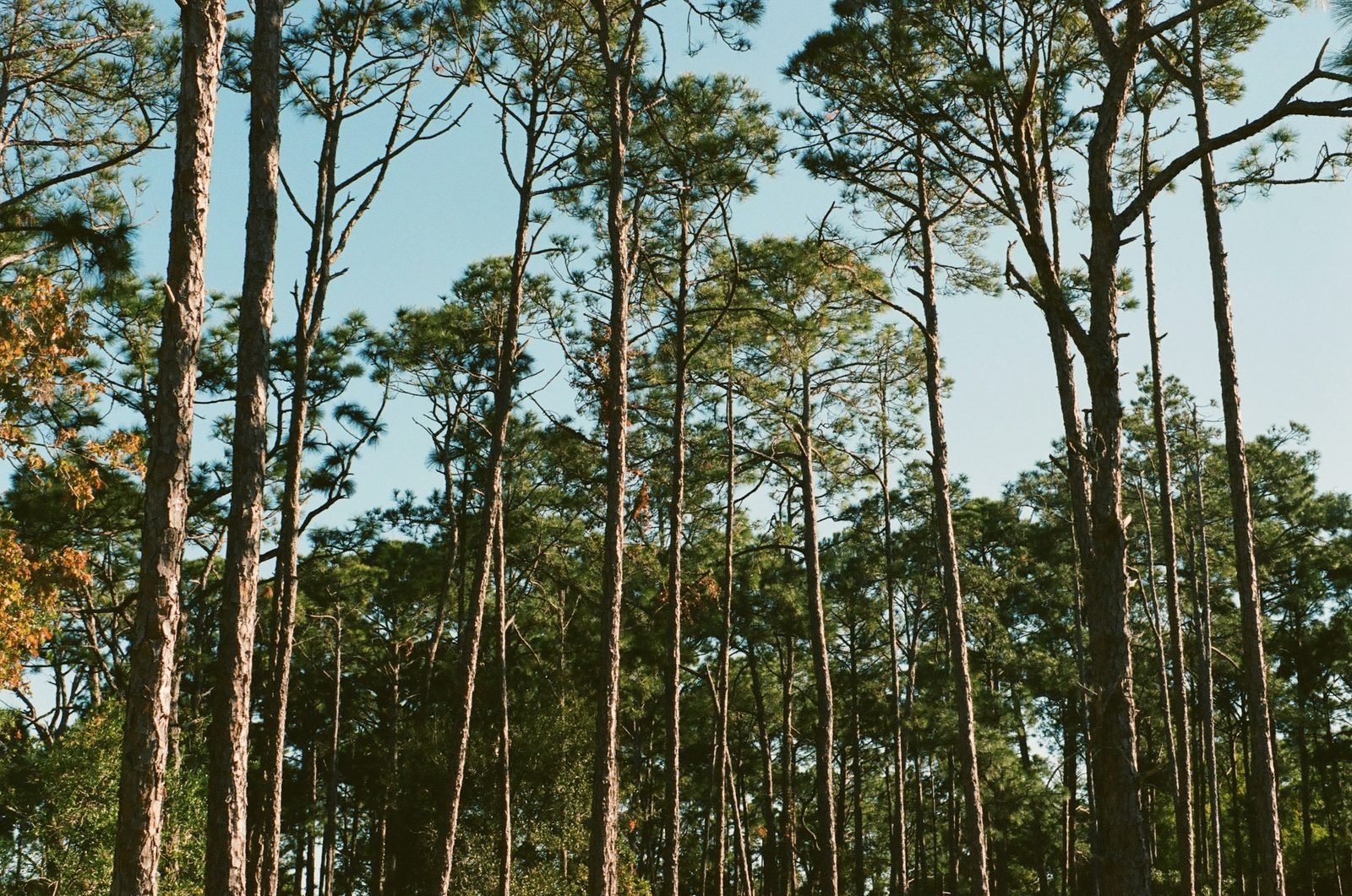Tall thin pines against a clear blue sky
